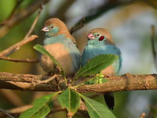 Үлкен әтештері бар траннилер еркектерді трахает