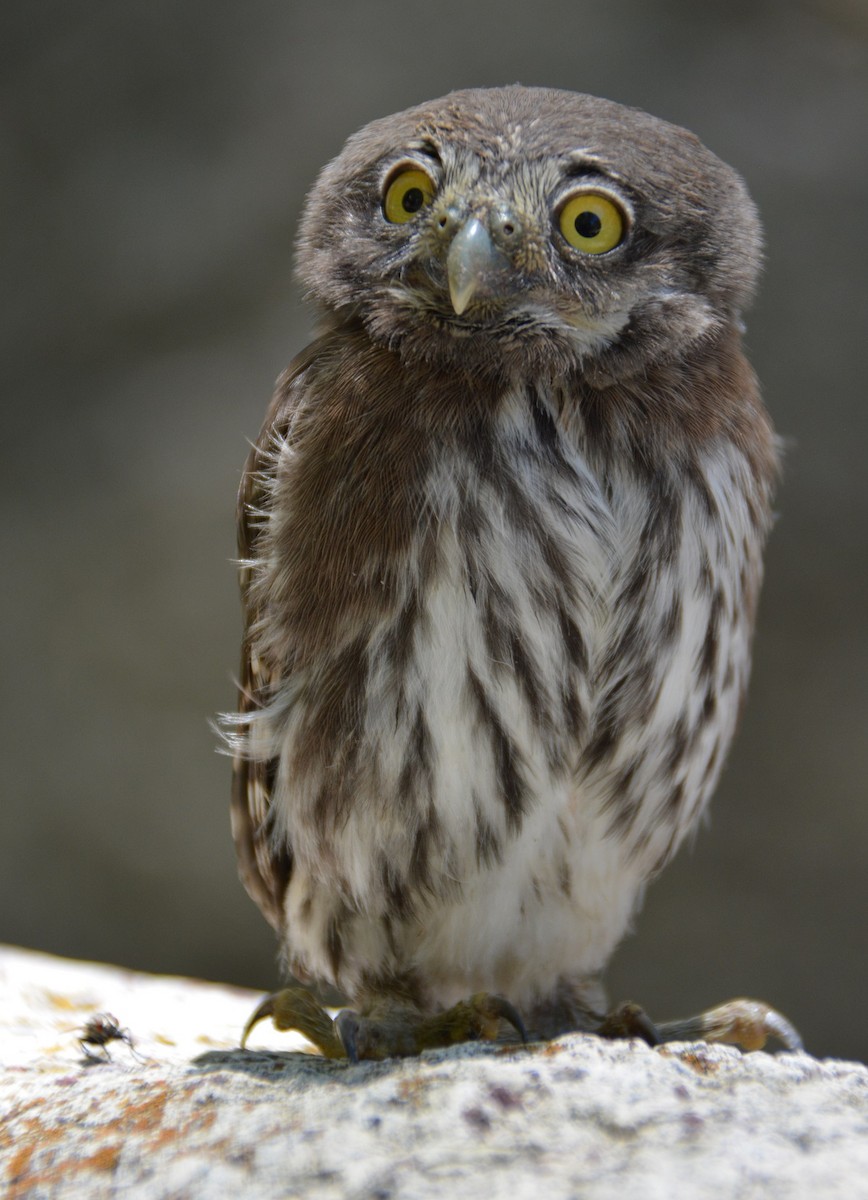 Northern Pygmy-Owl - "Chia" Cory Chiappone ⚡️