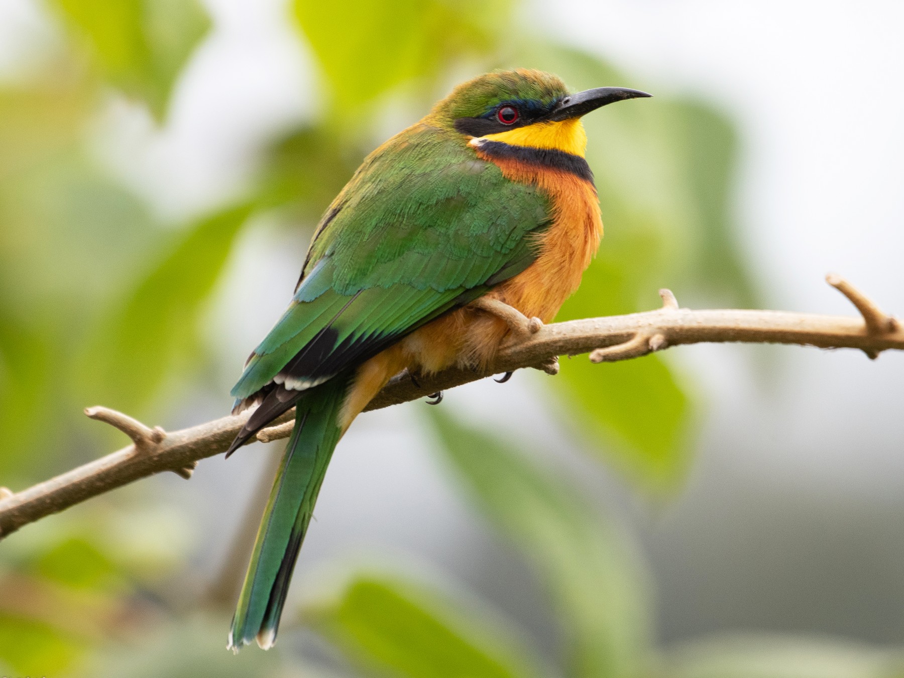 Cinnamon-chested Bee-eater - T I