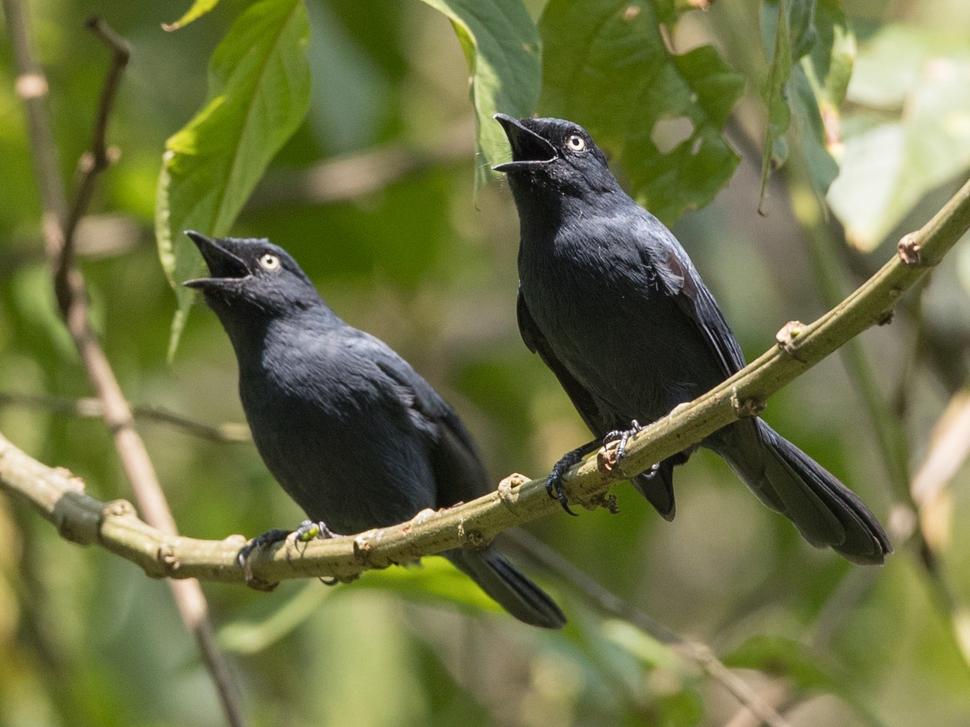 Yellow-eyed Black-Flycatcher - Ian Davies