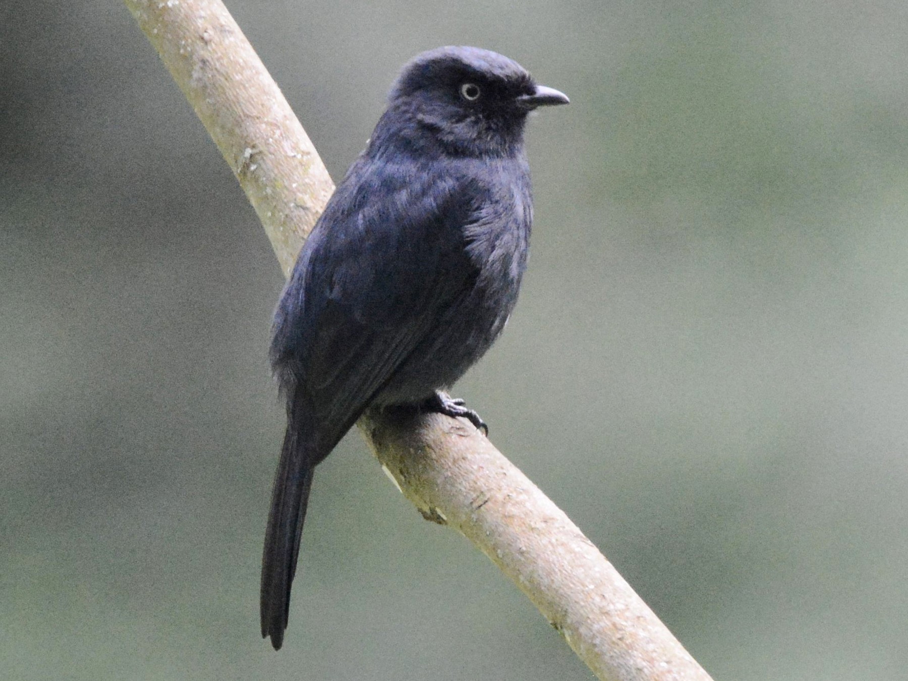 Yellow-eyed Black-Flycatcher - Kyle Kittelberger