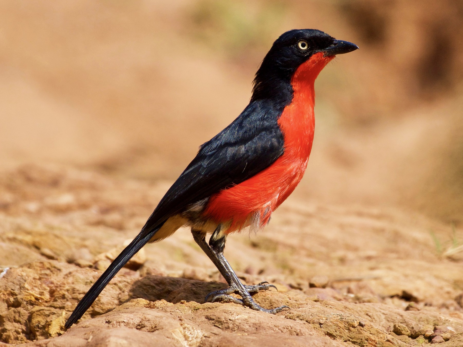Black-headed Gonolek - eBird
