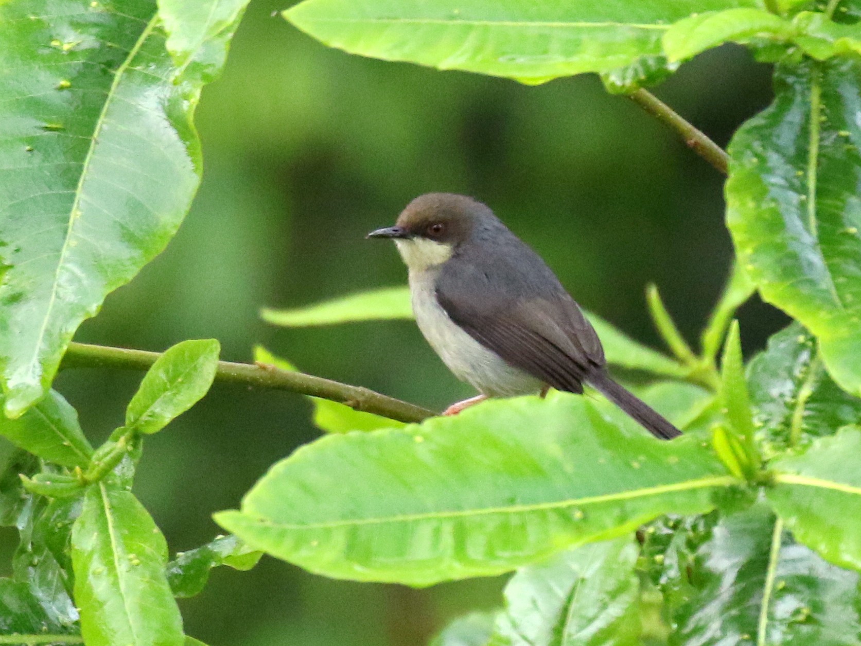 Gray Apalis - David Lambeth