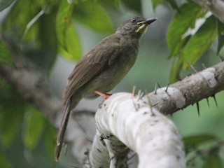 Yellow-whiskered Greenbul - eBird