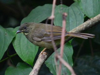 Yellow-whiskered Greenbul - eBird