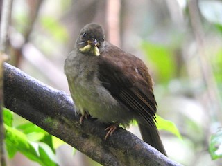 Yellow-whiskered Greenbul - eBird