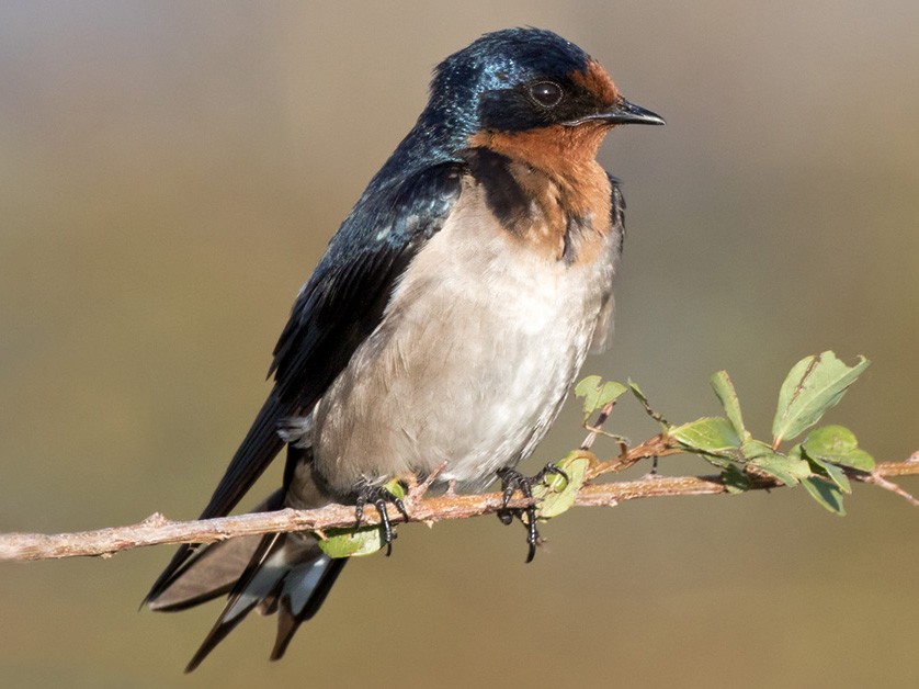 Angola Swallow - Lars Petersson