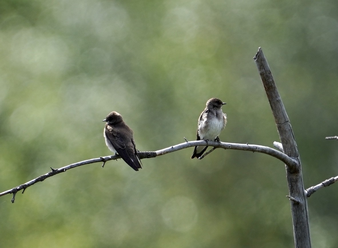 Northern Rough-winged Swallow - ML240352711