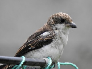 Молодая птица - Joshua Smolders - ML240352981