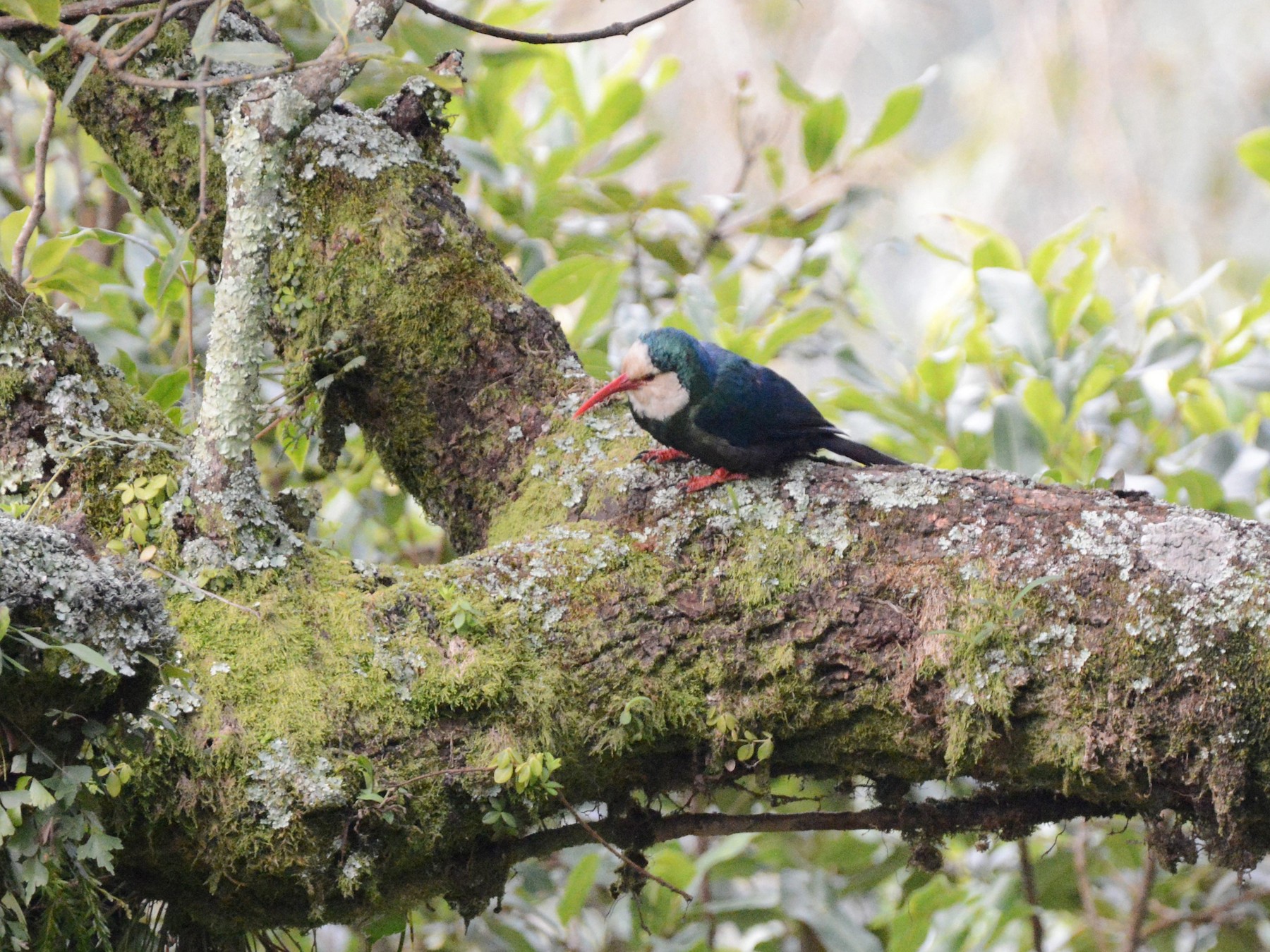 WeißmaskenBaumhopf eBird