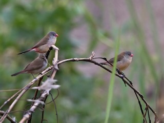  - Fawn-breasted Waxbill (benguellensis)