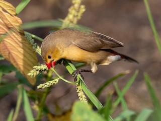  - Fawn-breasted Waxbill (Abyssinian)