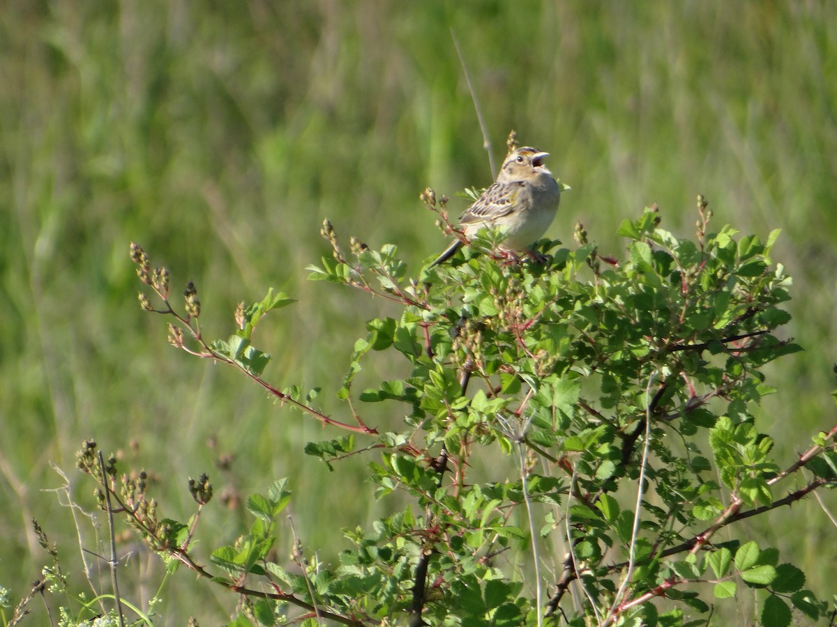 Grasshopper Sparrow - ML240356941