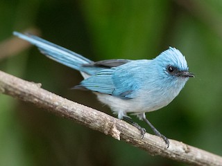  - White-tailed Blue Flycatcher