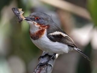 Молодая птица - John Thompson - ML240358471