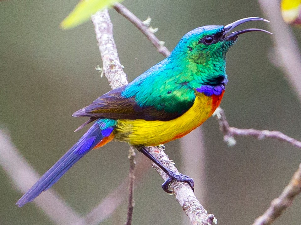 Regal Sunbird - eBird