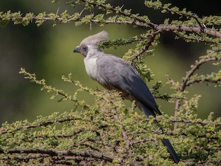 Touraco masqué - eBird