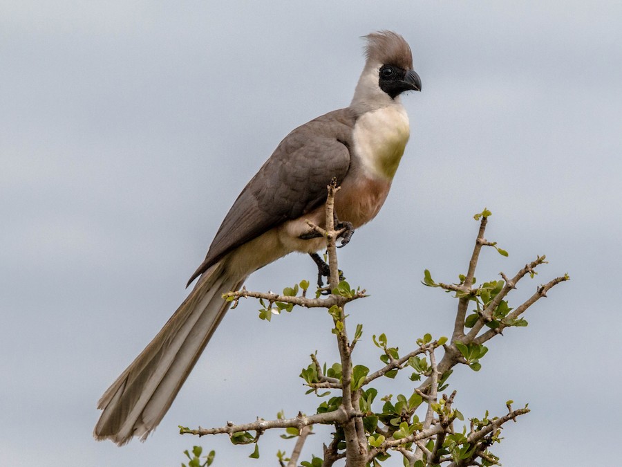 Bare-faced Go-away-bird (Black-faced) - eBird