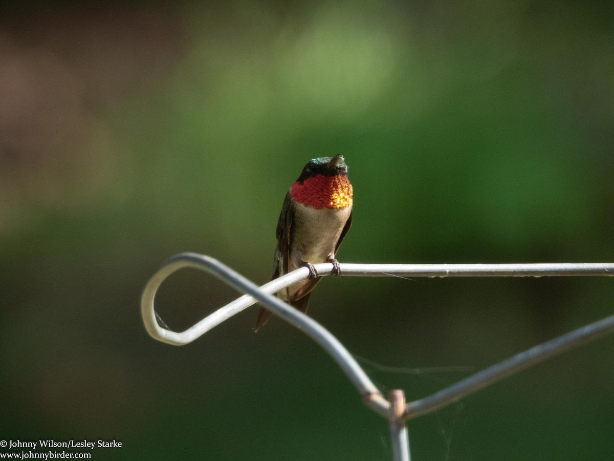 Ruby-throated Hummingbird - Johnny Wilson