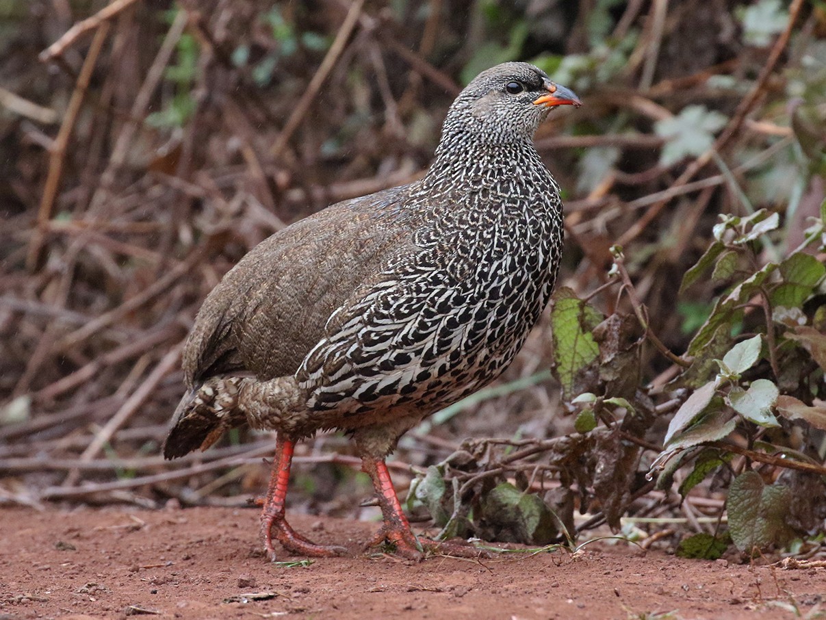 Francolín de Hildebrandt eBird