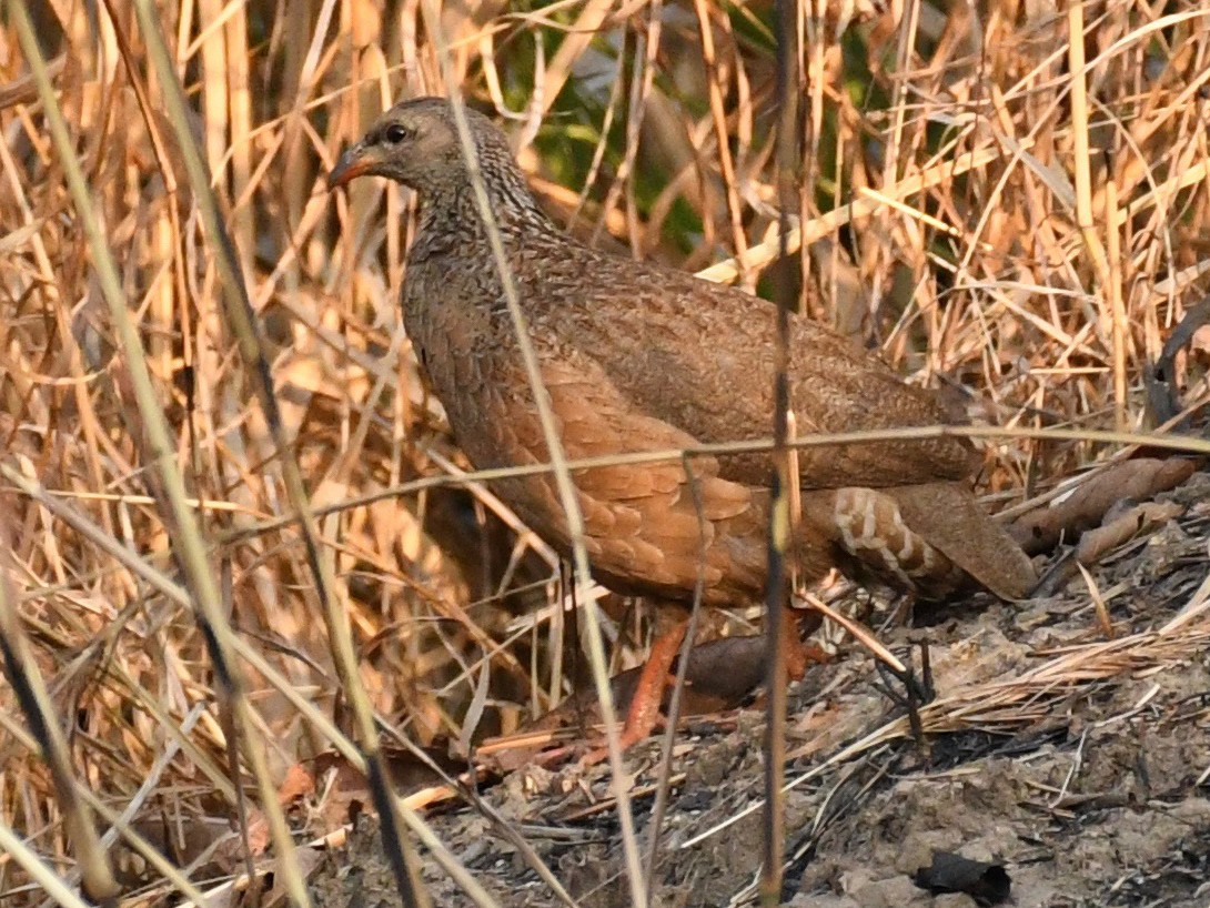 Hildebrandt's Francolin eBird