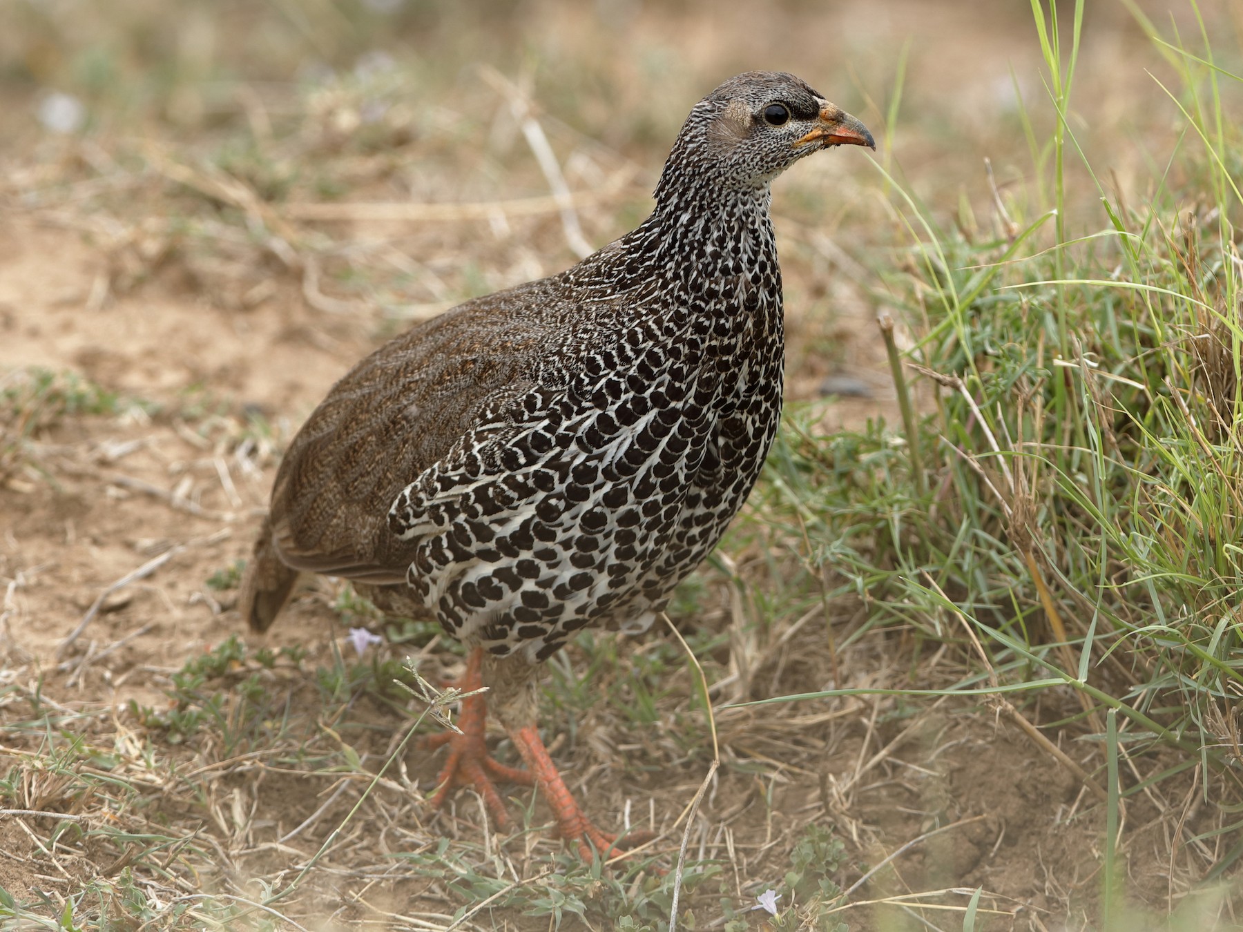 Hildebrandt's Francolin eBird