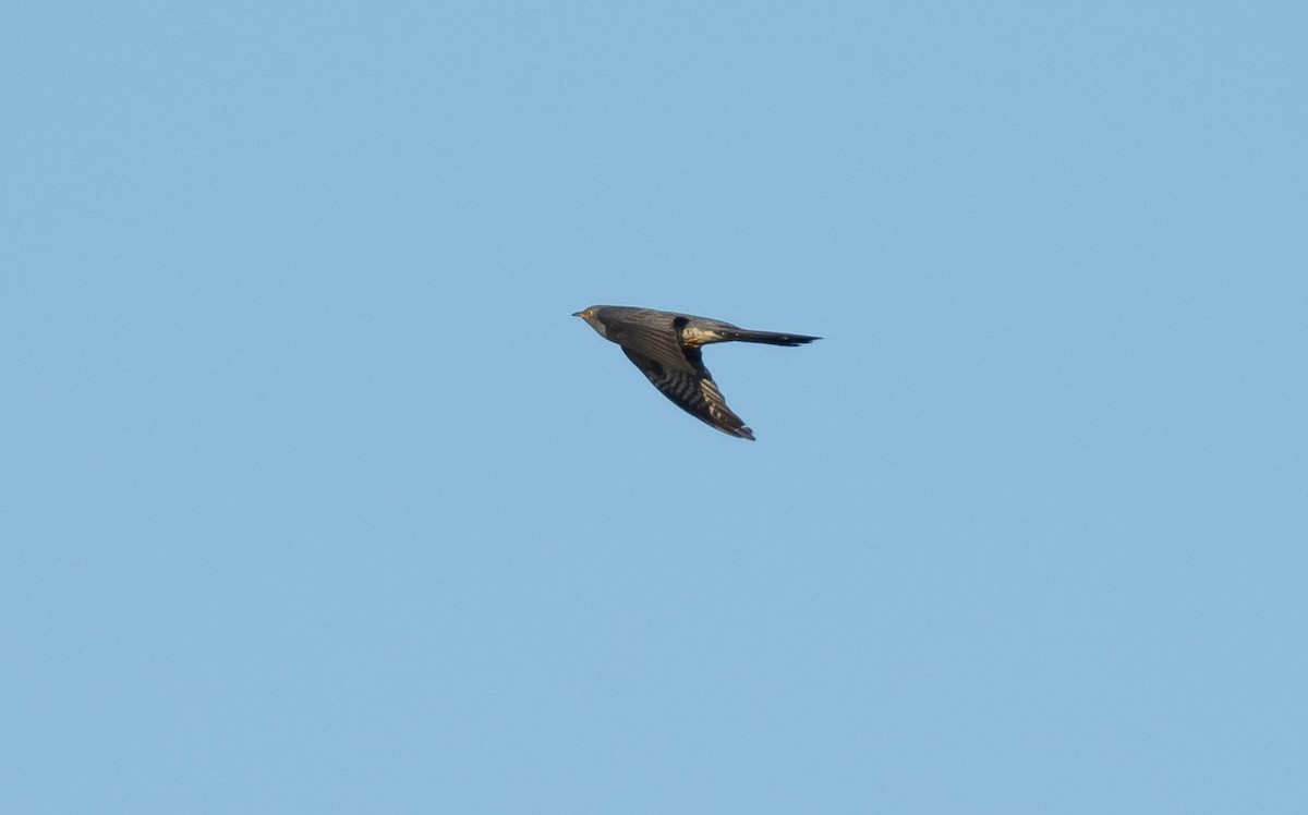 Common Cuckoo - James Kennerley