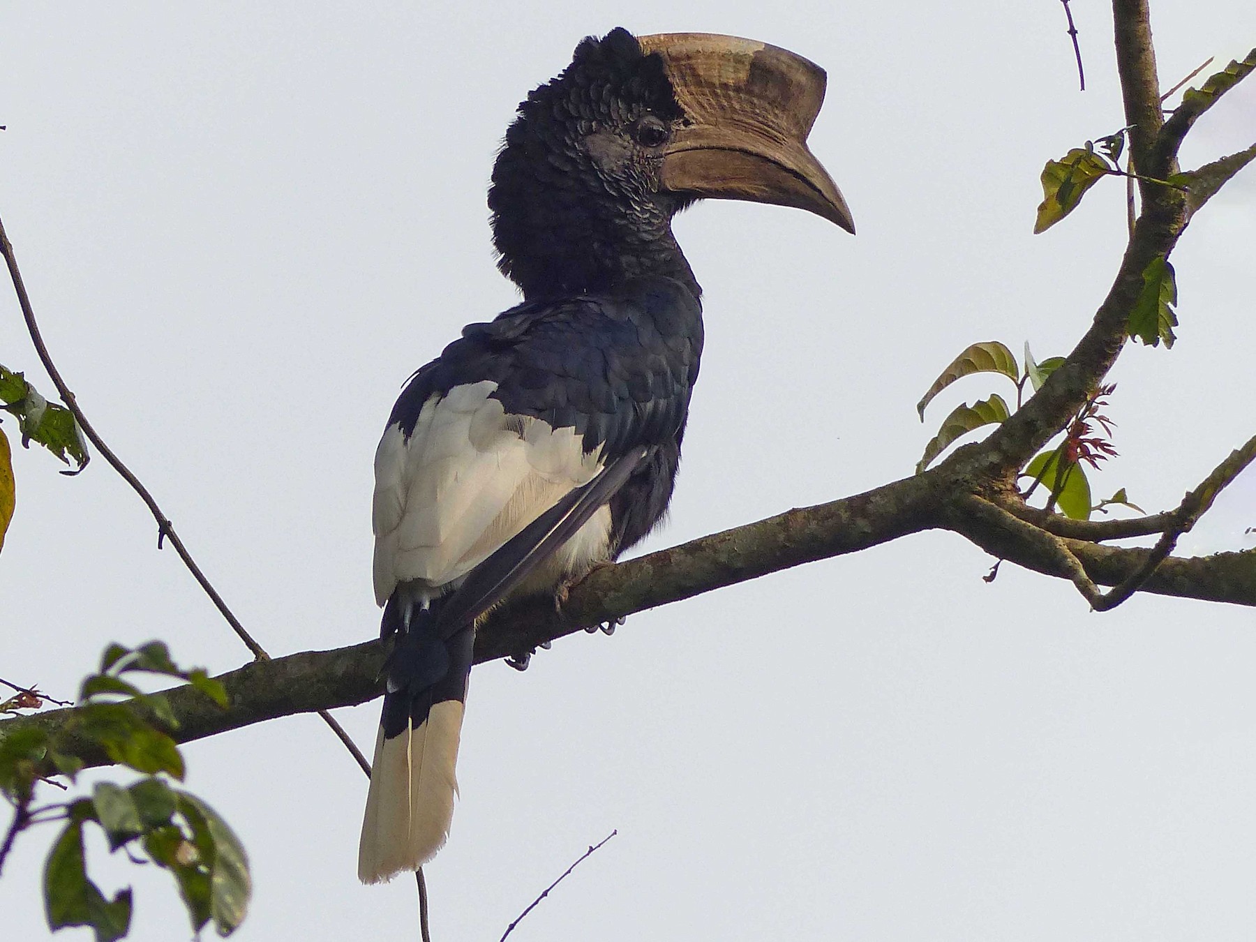 Black-and-white-casqued Hornbill - Peter Kaestner
