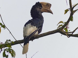  - Black-and-white-casqued Hornbill