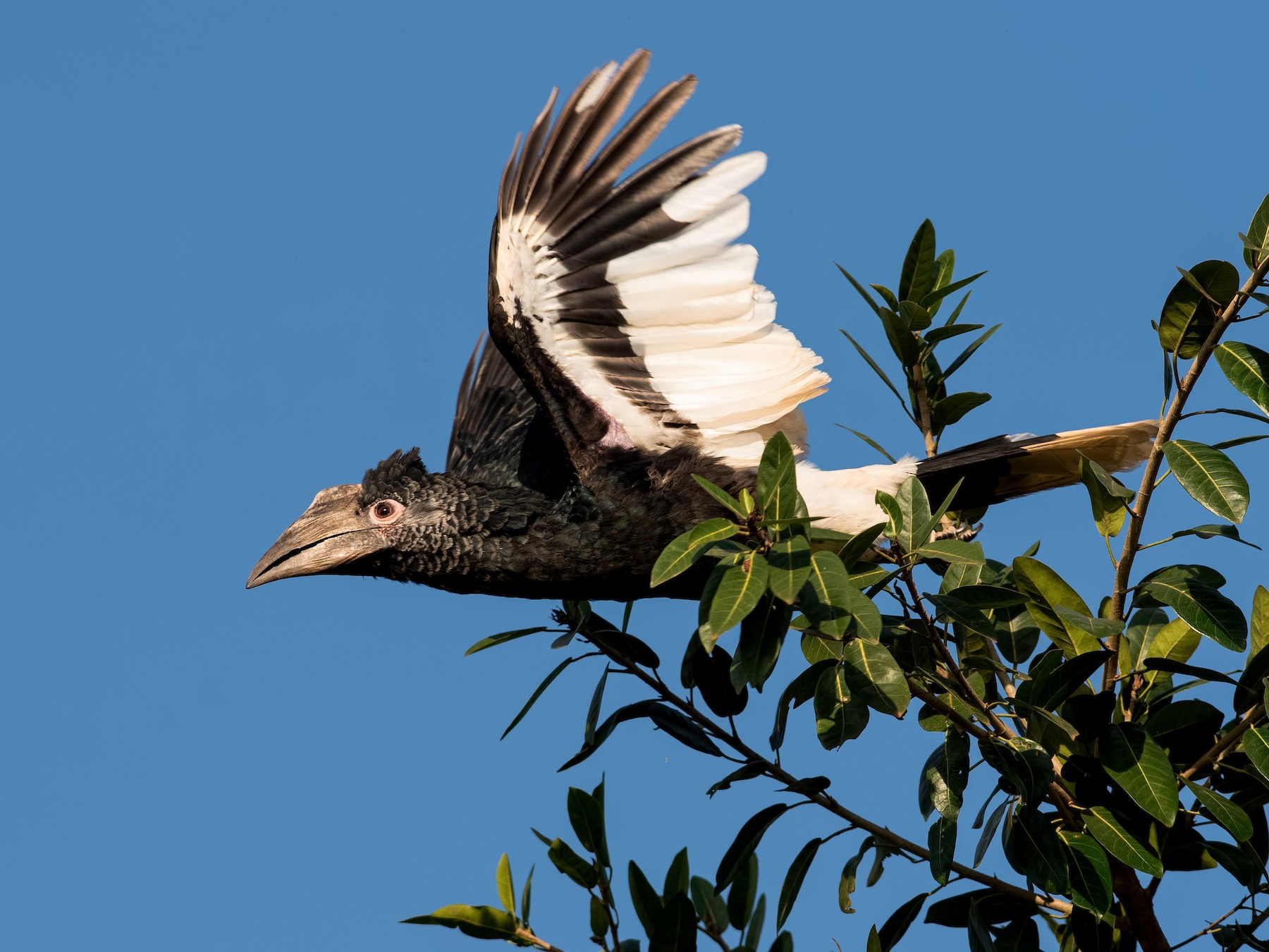 Black-and-white-casqued Hornbill - Shailesh Pinto