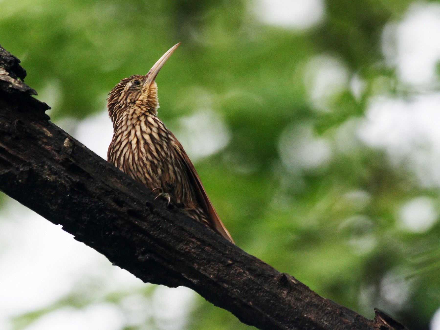 Streak-headed Woodcreeper - Eduardo Soler