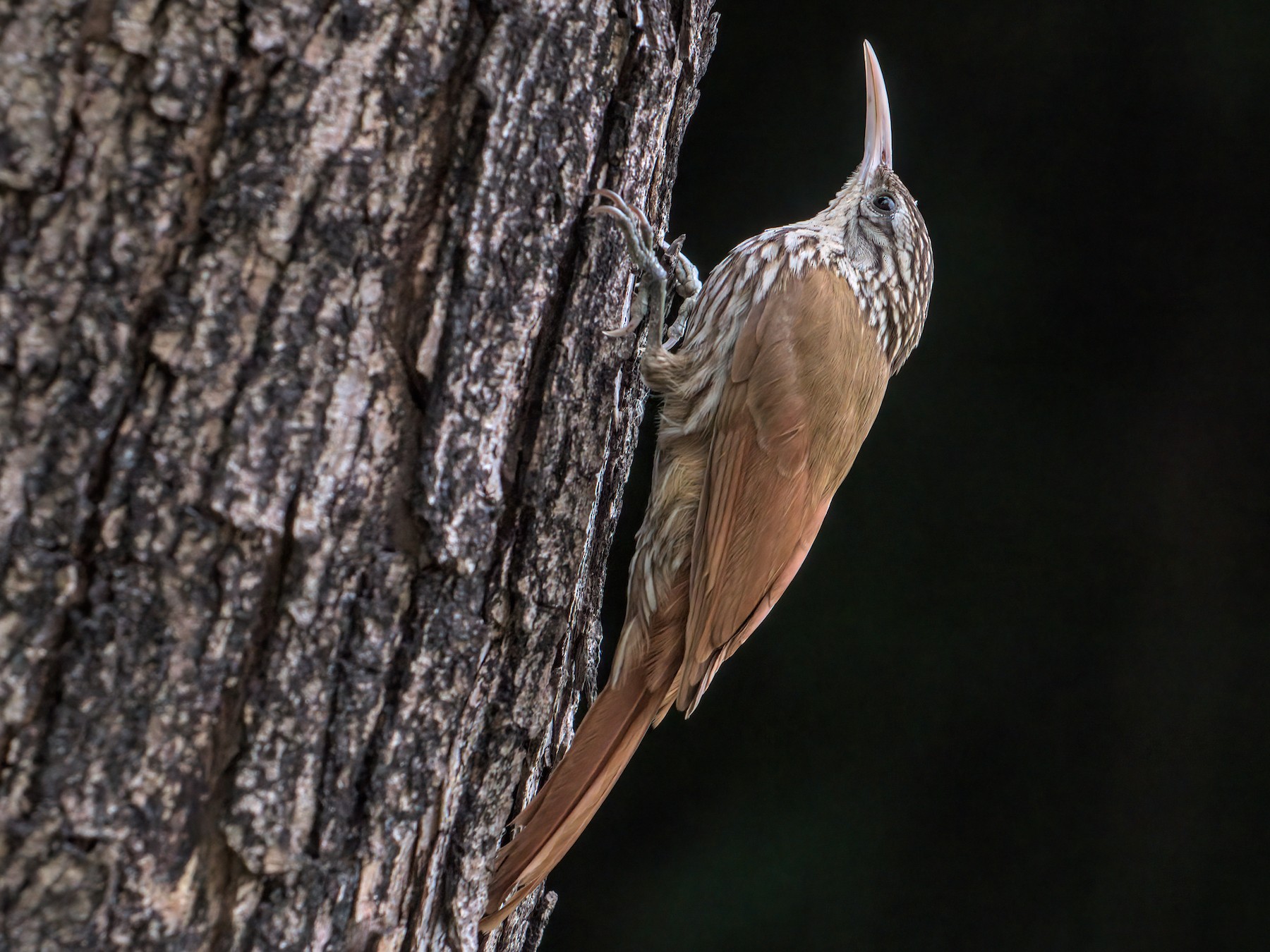 Streak-headed Woodcreeper - Cesar Ponce
