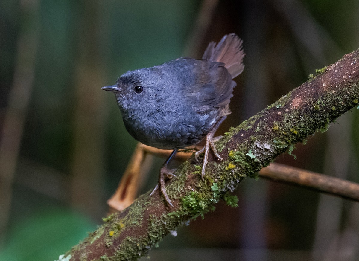 Pale-bellied Tapaculo - Daniel Ucros
