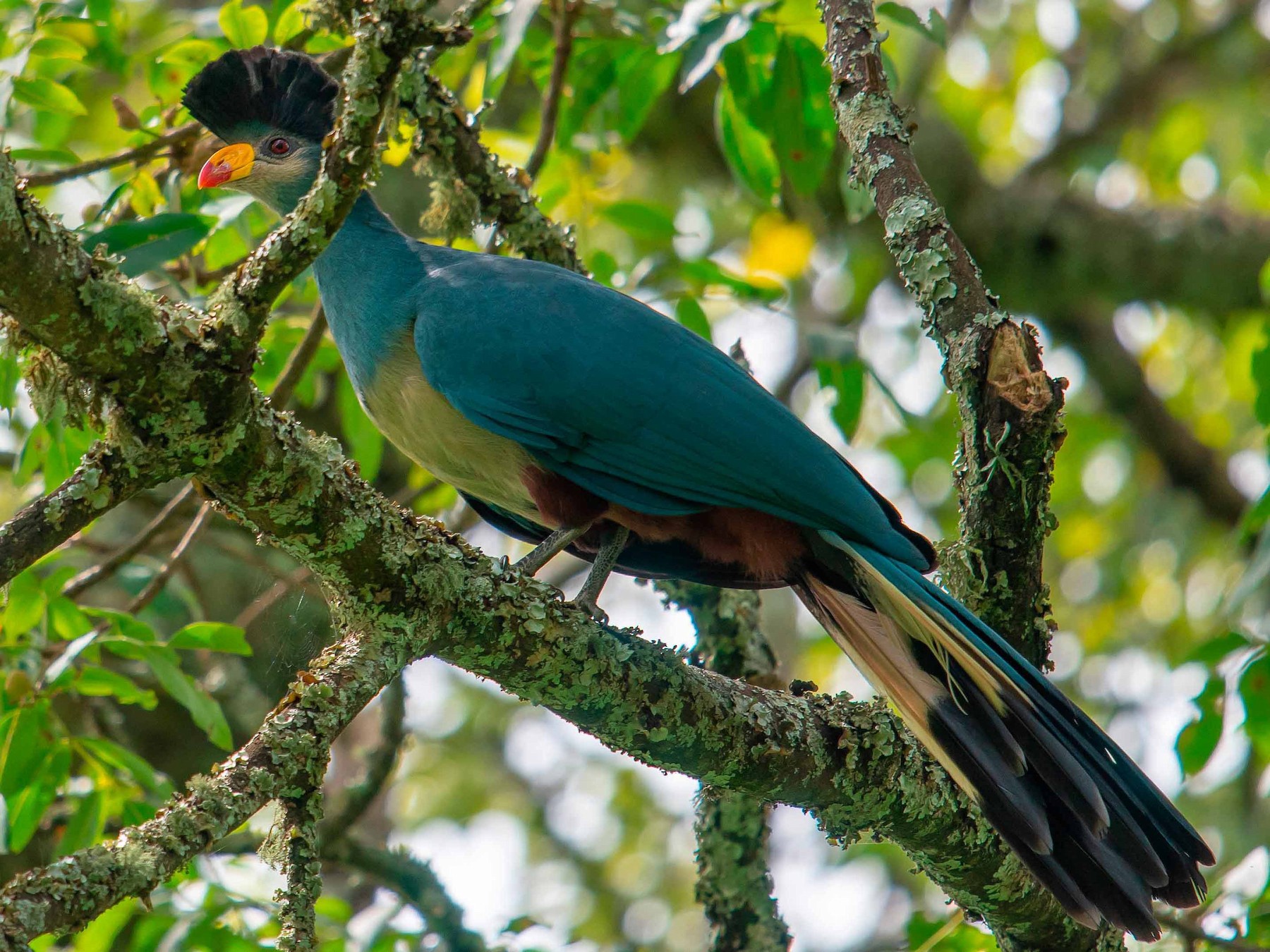 Great Blue Turaco - Jean-Louis  Carlo