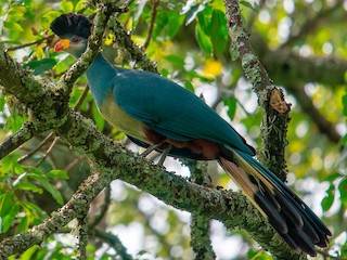 Eng seksual rus buvilar porno video