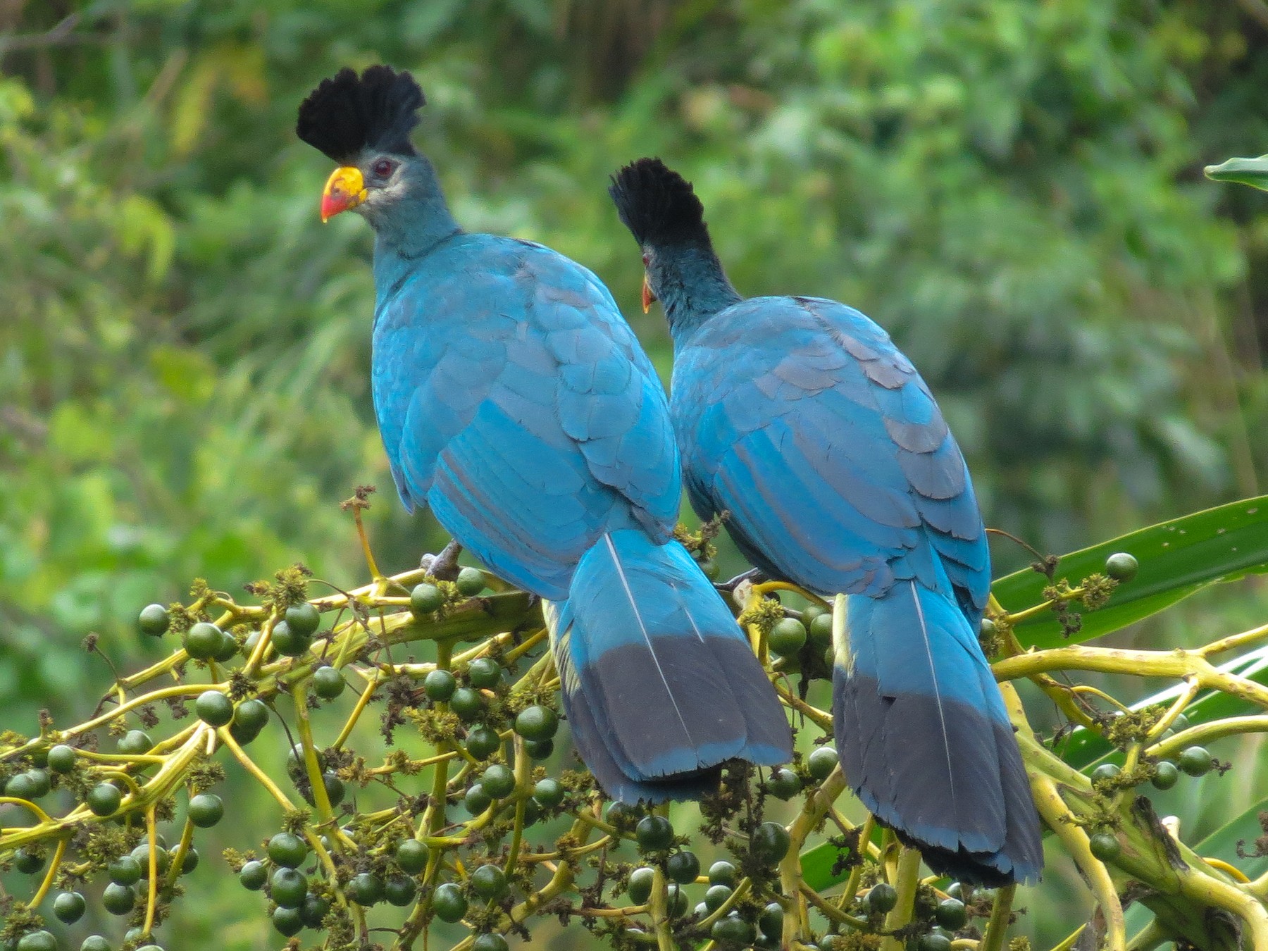 Great Blue Turaco - eBird India