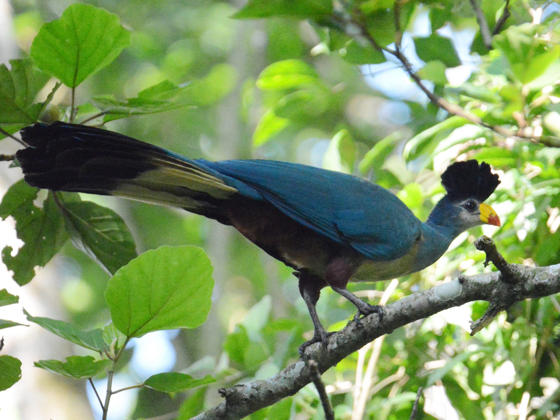 Great Blue Turaco - Kyle Kittelberger