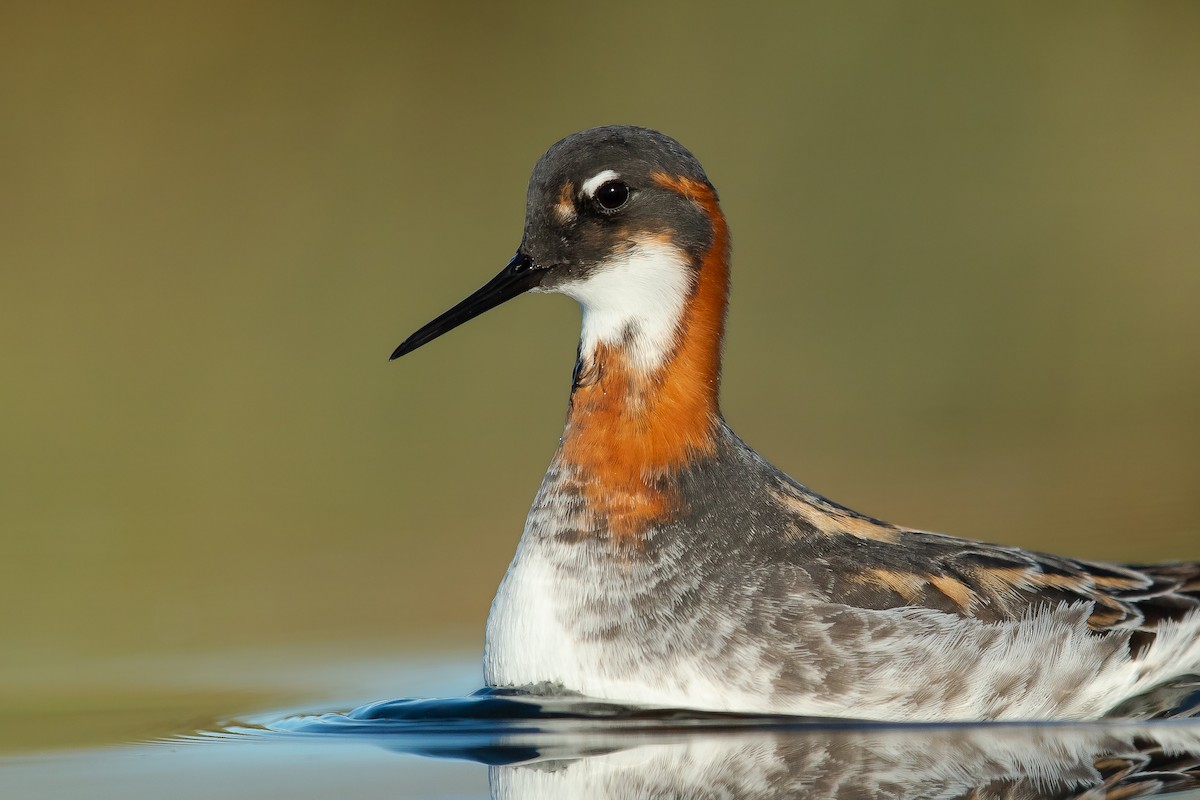 Phalarope à bec étroit - ML240378131