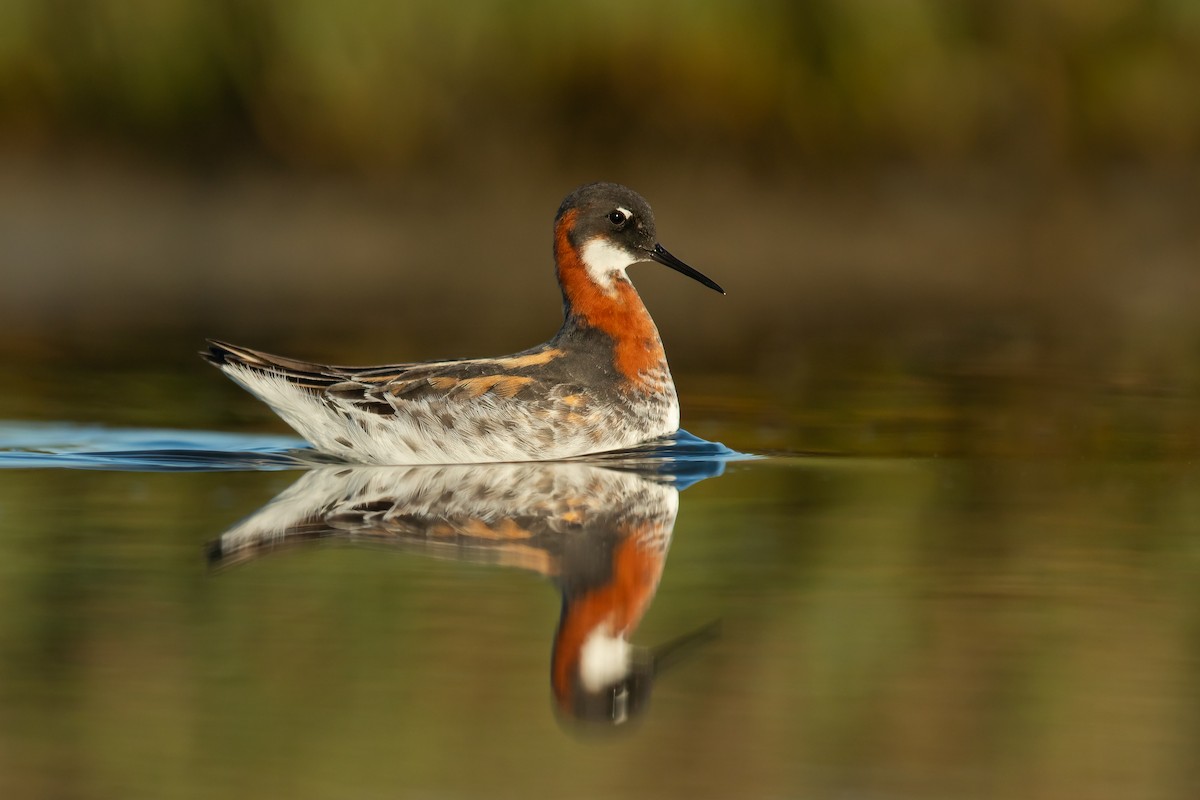 Red-necked Phalarope - Dorian Anderson