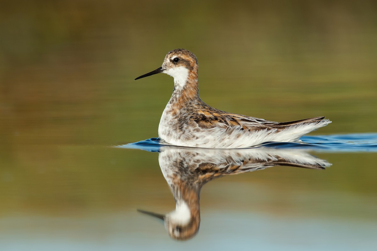 Red-necked Phalarope - ML240378211