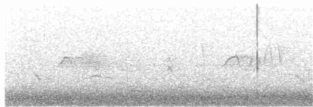 Weißbauch-Phoebetyrann - ML240382081