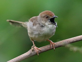  - Trilling Cisticola