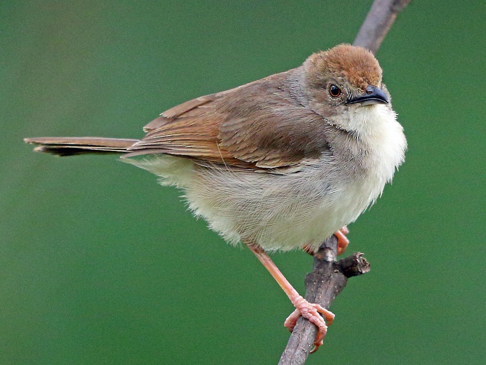 Trilling Cisticola - eBird