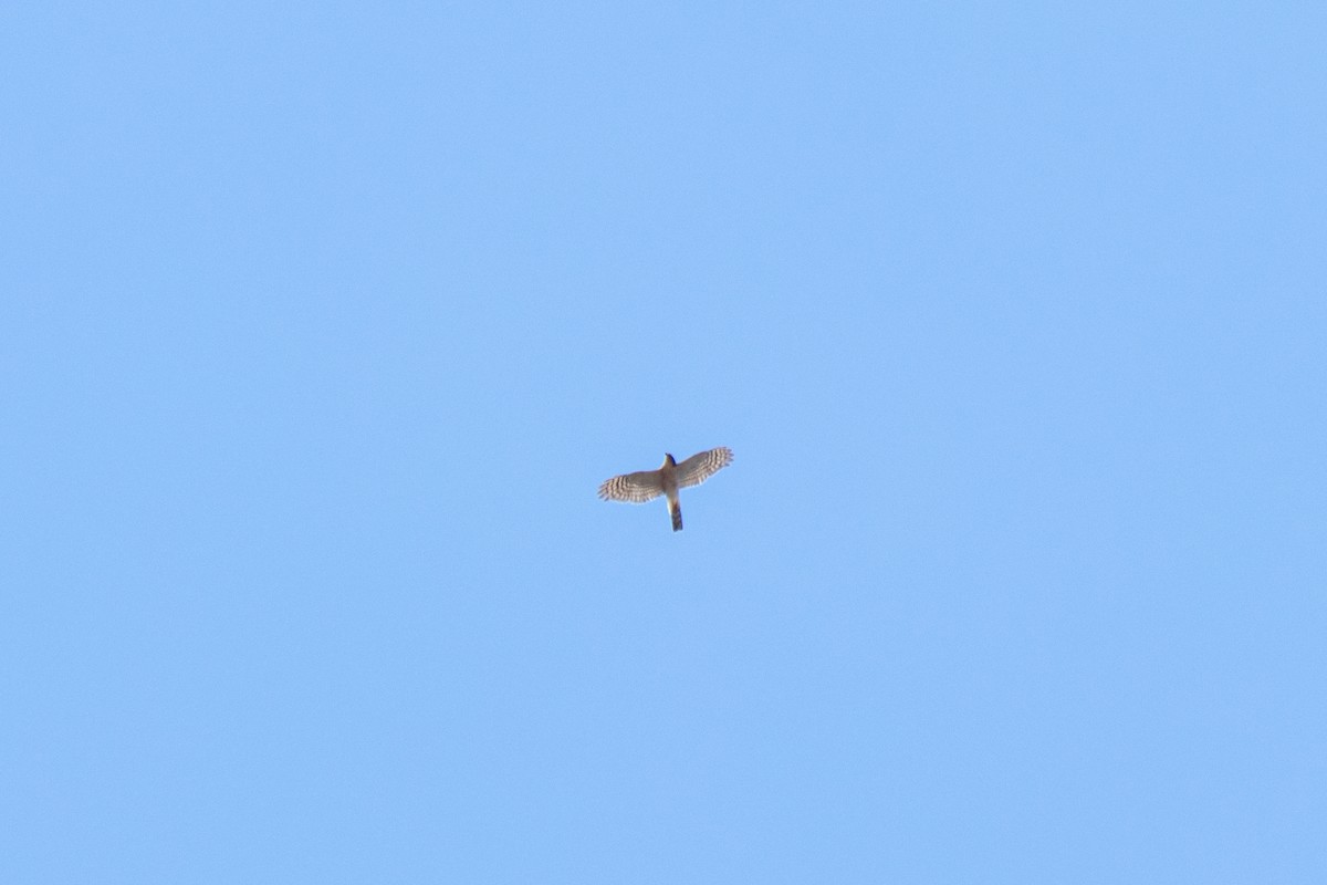 Eurasian Sparrowhawk - ML240385241