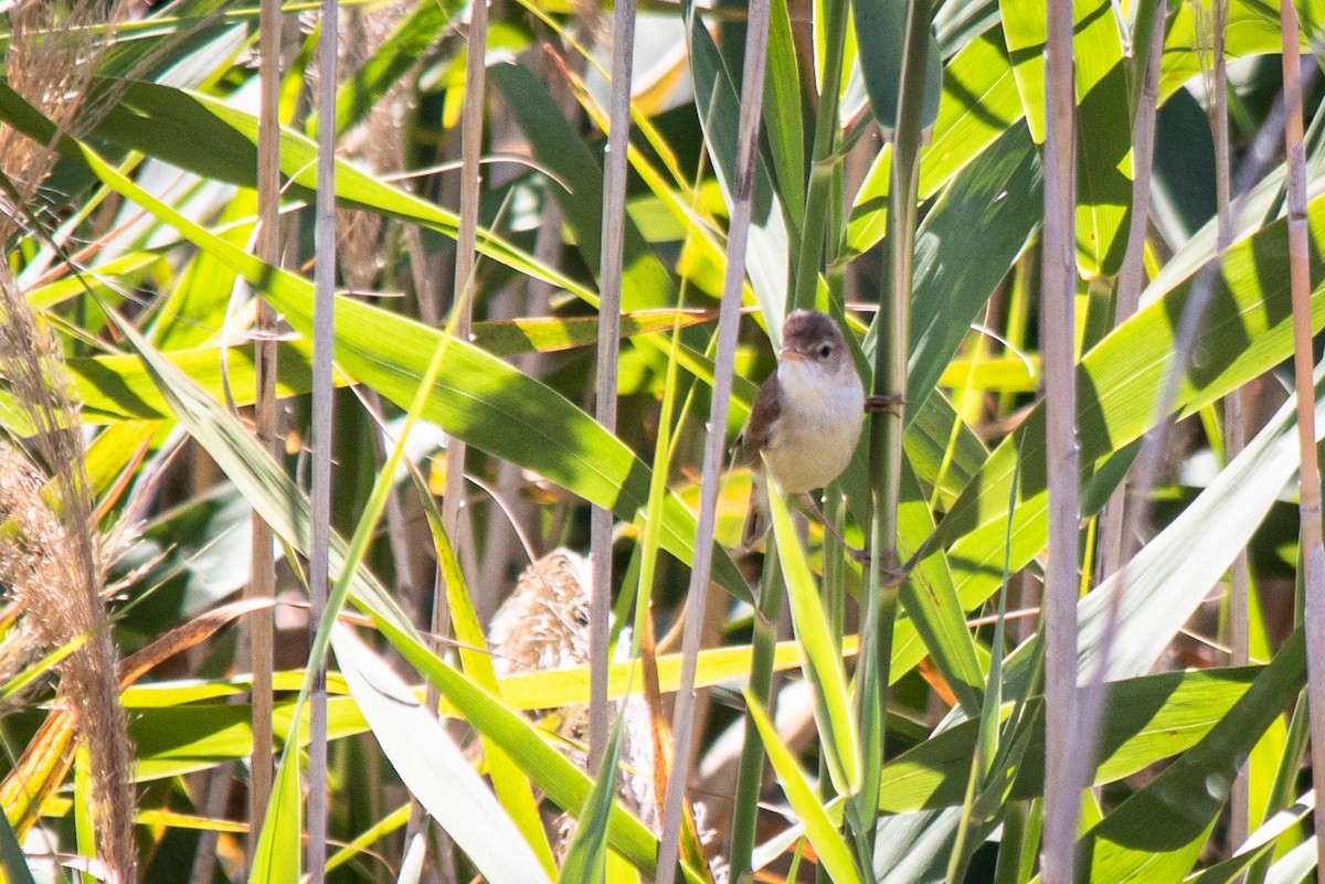 Common Reed Warbler - ML240385361
