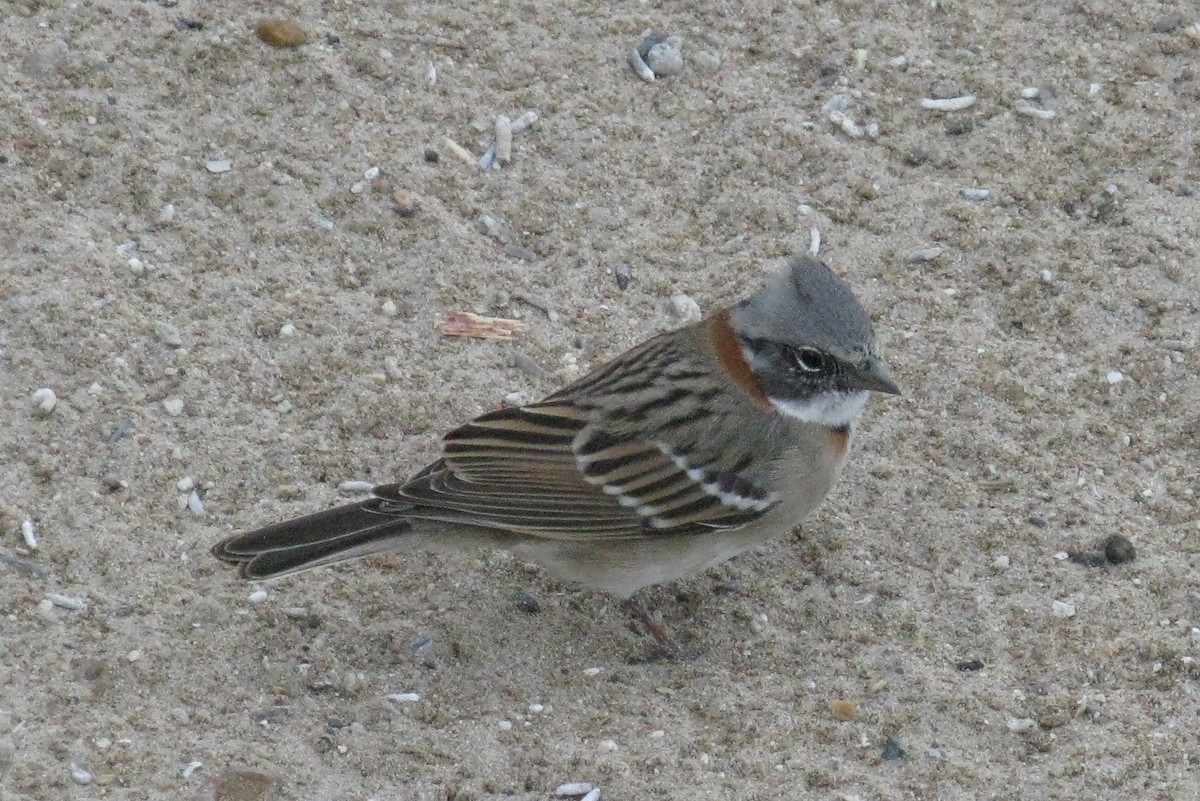 Rufous-collared Sparrow - ML240386911