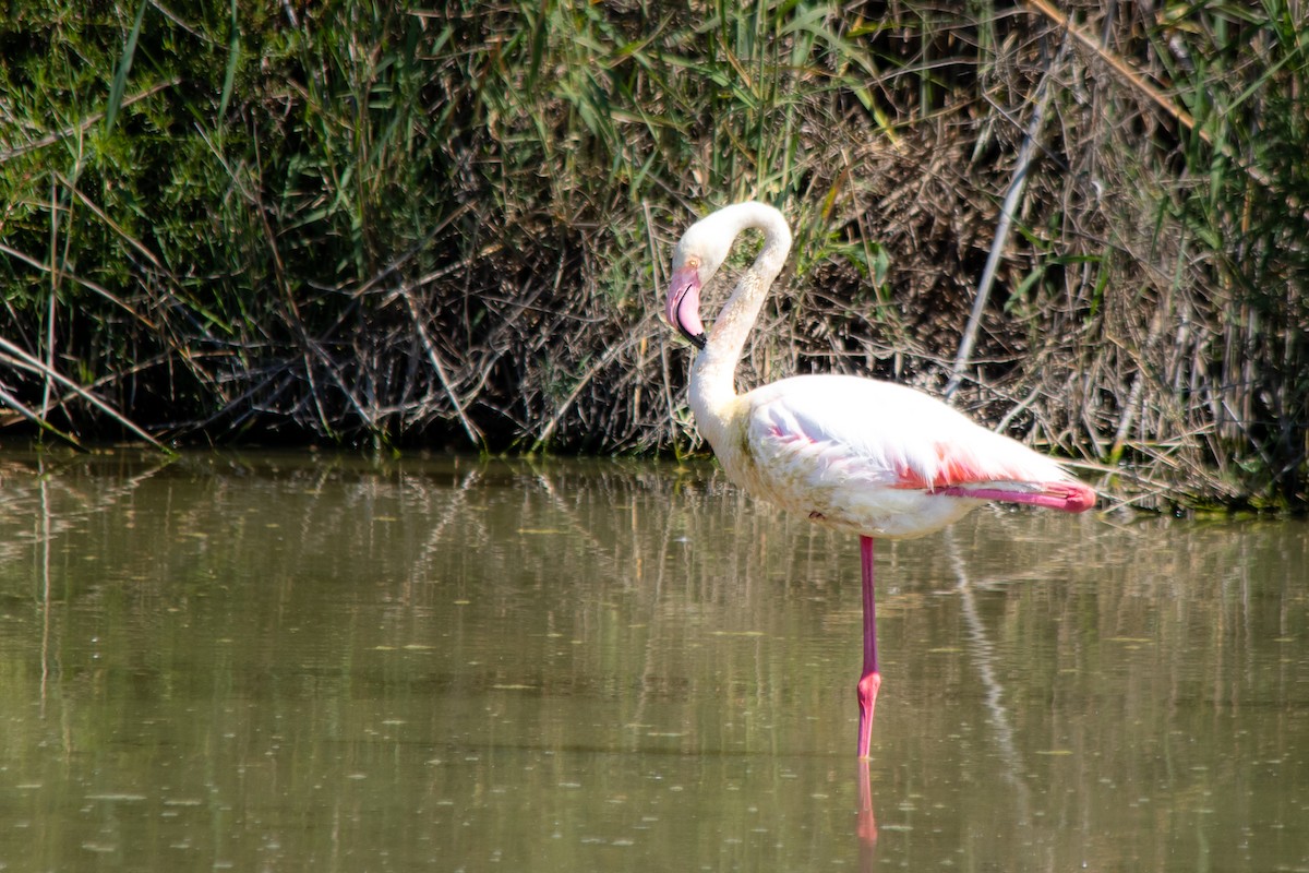 Greater Flamingo - ML240387111