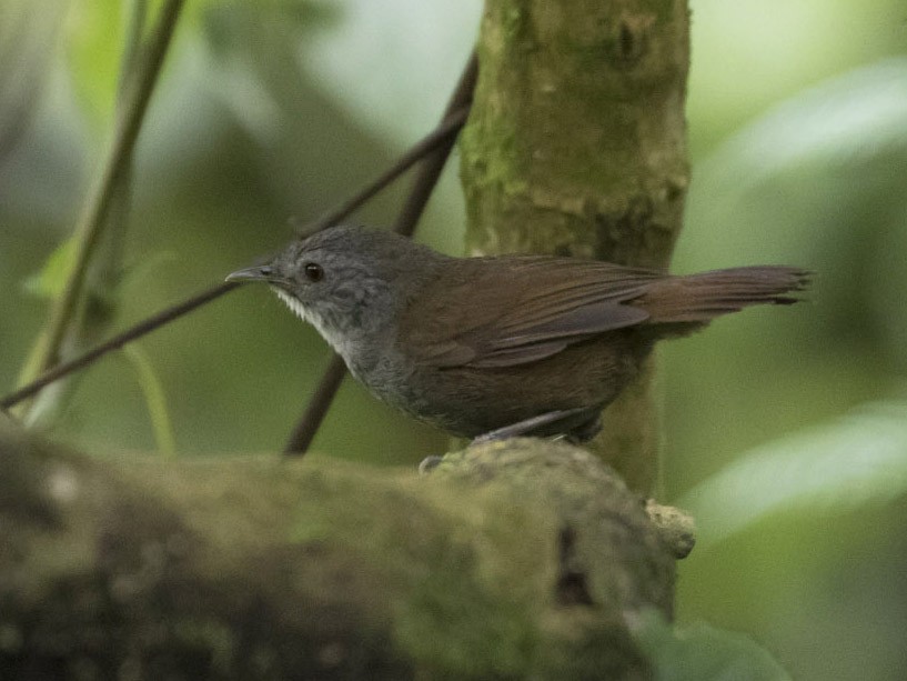 Mountain Illadopsis - eBird