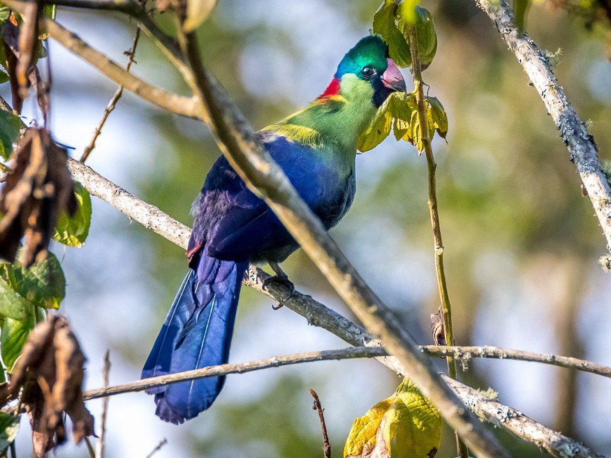 Rwenzori Turaco - Honza Grünwald