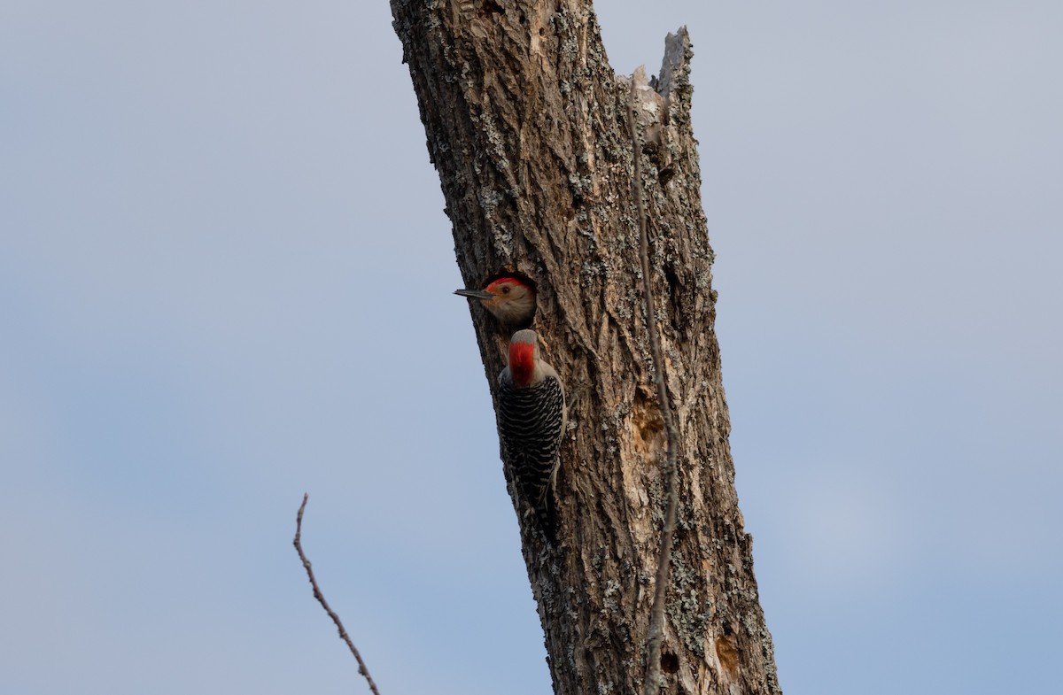 Red-bellied Woodpecker - Brenton Reyner